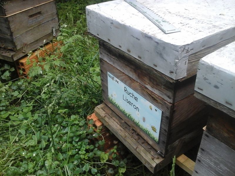 La ruche Liseron