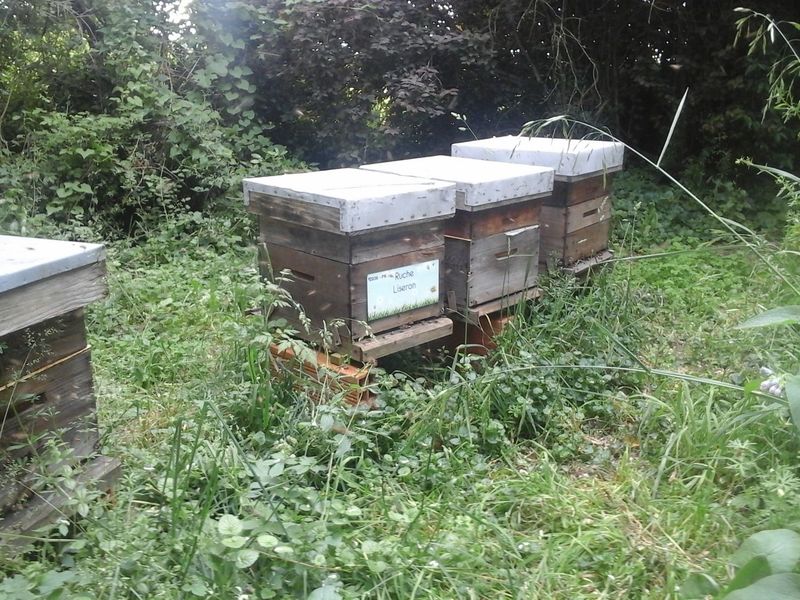 La ruche Liseron
