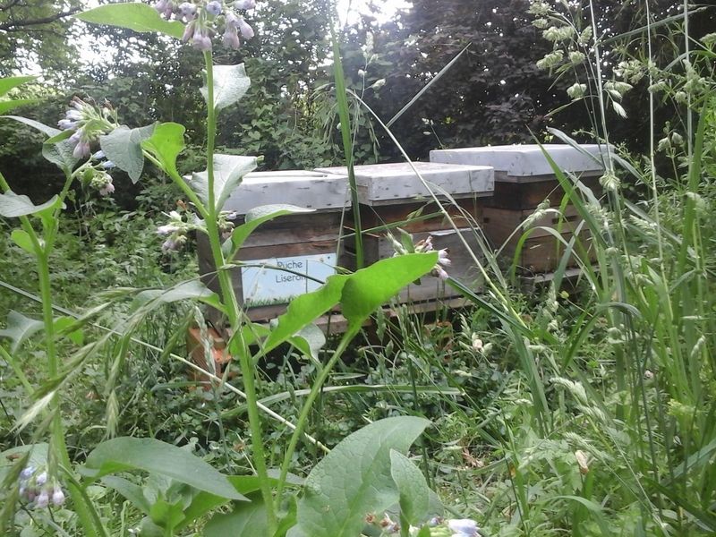 La ruche Liseron