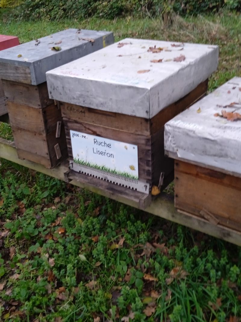 La ruche Liseron