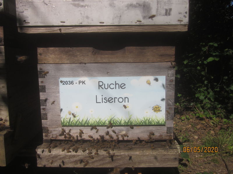 La ruche Liseron