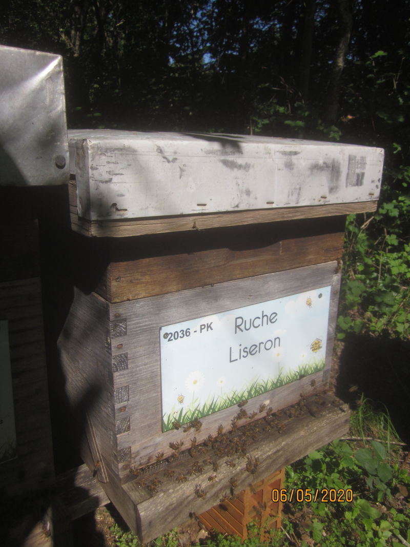 La ruche Liseron