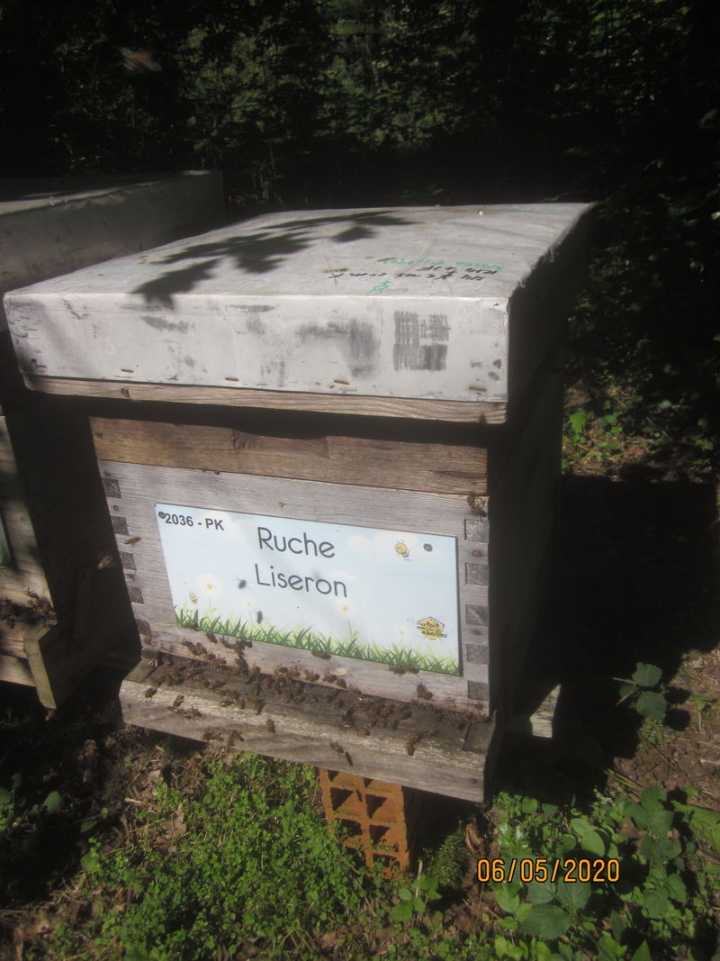 La ruche Liseron