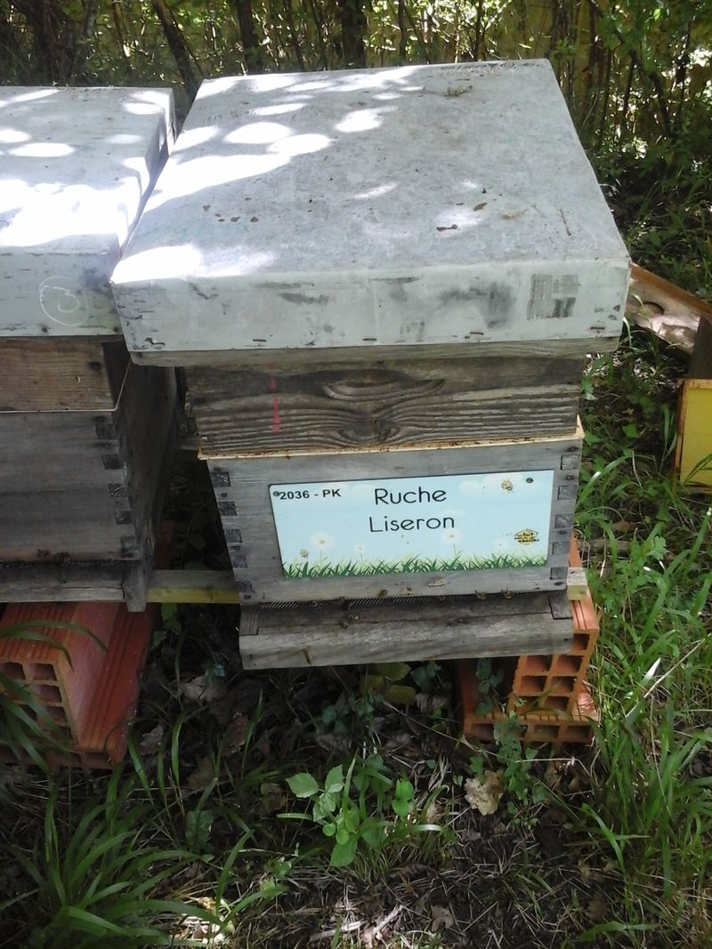 La ruche Liseron