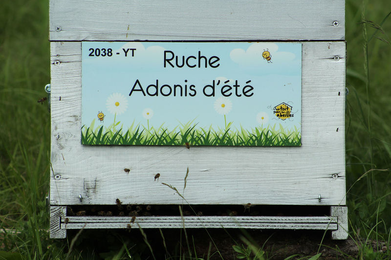 La ruche Adonis d