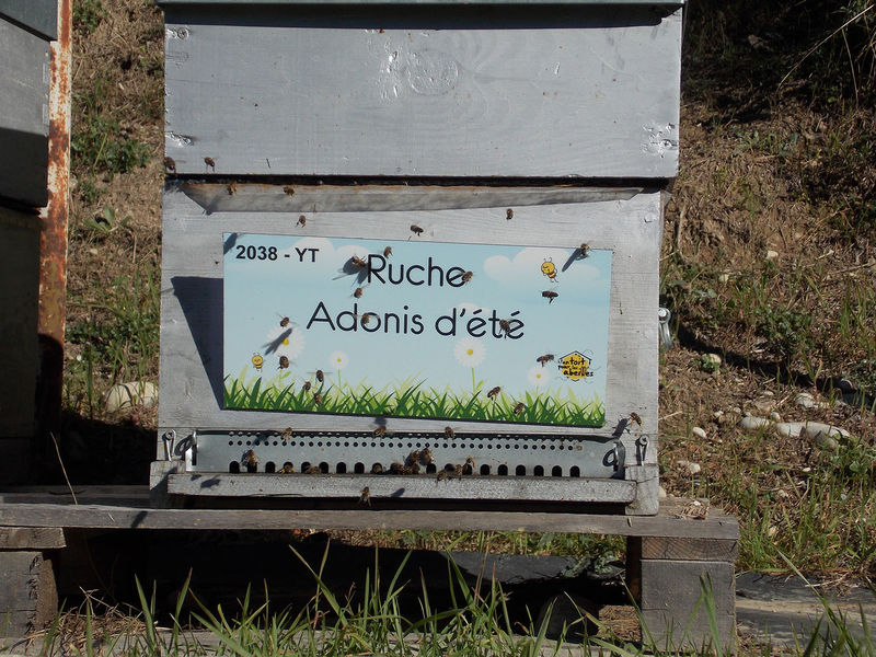 La ruche Adonis d