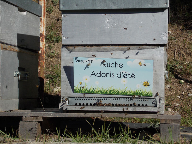 La ruche Adonis d