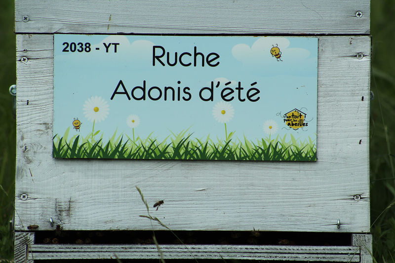La ruche Adonis d
