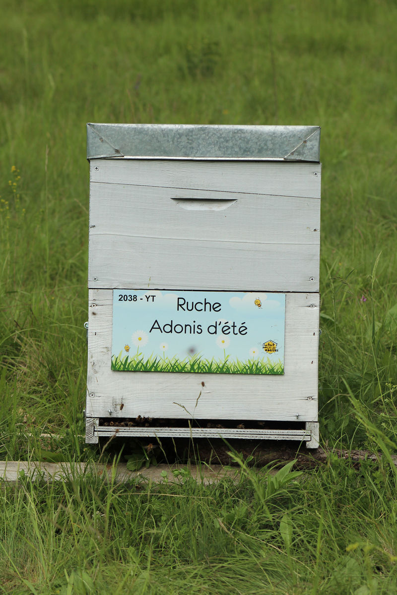 La ruche Adonis d