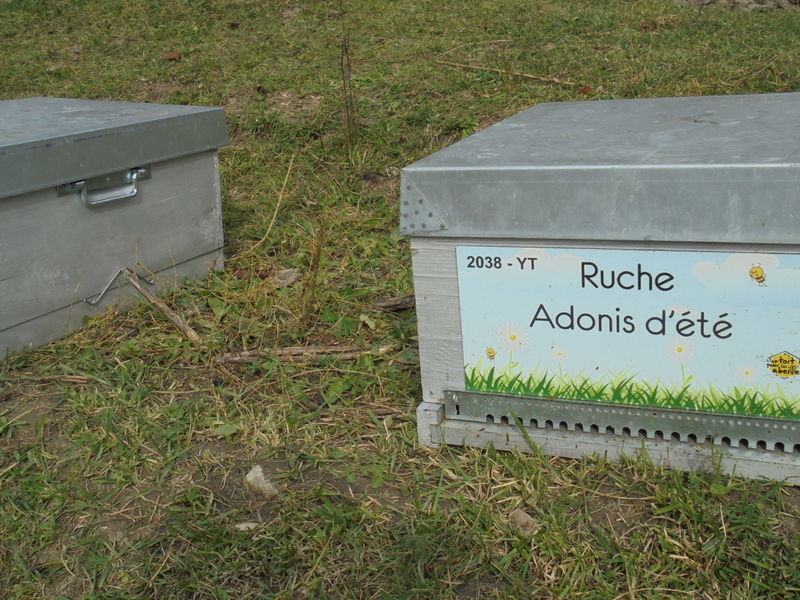 La ruche Adonis d