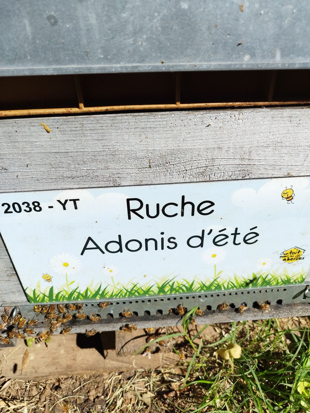 La ruche Adonis d