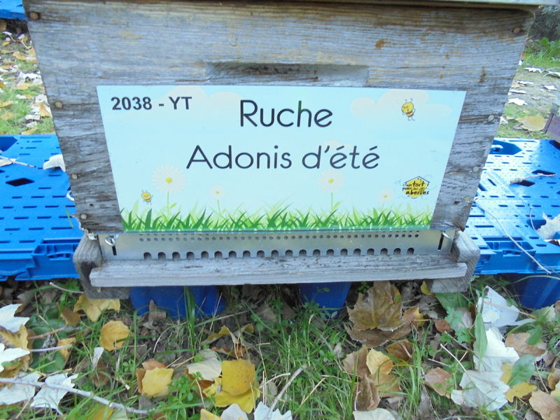 La ruche Adonis d