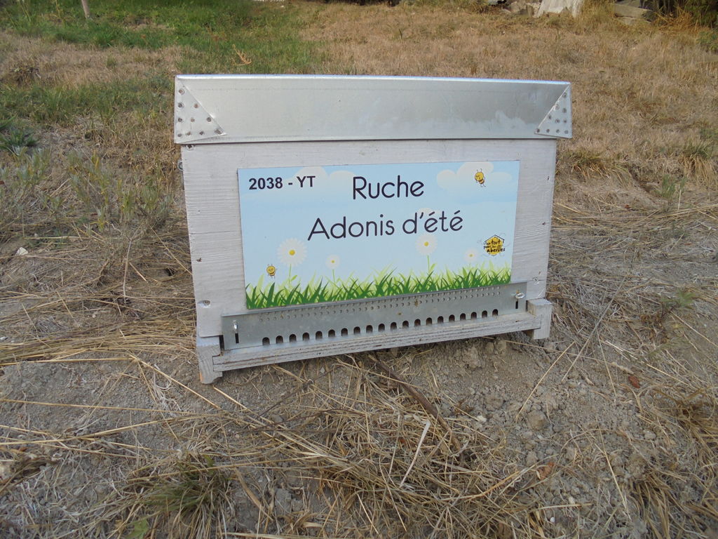 La ruche Adonis d