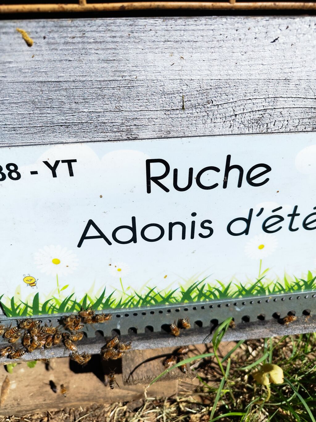 La ruche Adonis d