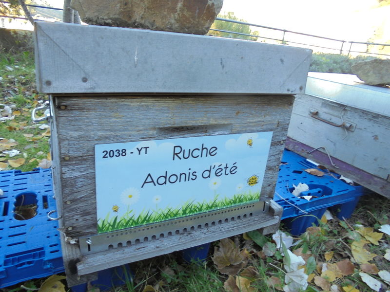 La ruche Adonis d