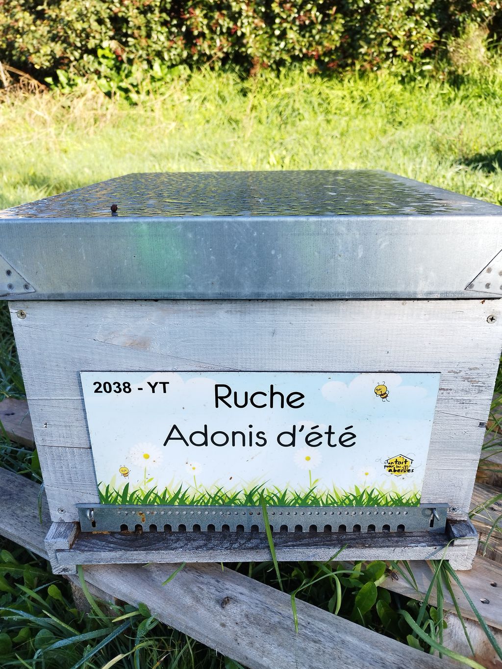 La ruche Adonis d