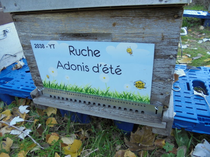 La ruche Adonis d