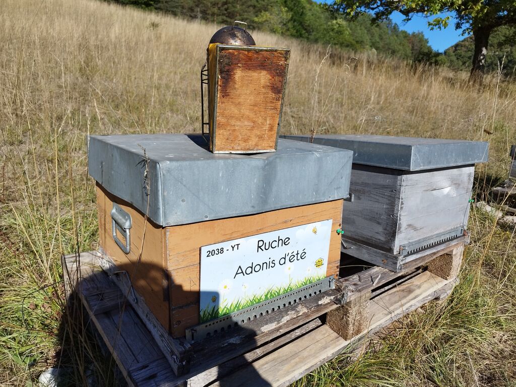 La ruche Adonis d