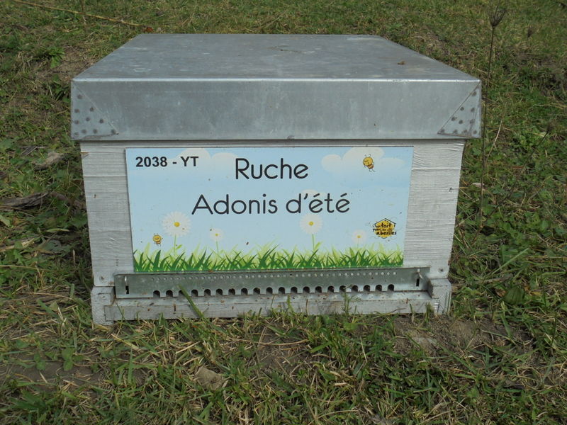 La ruche Adonis d