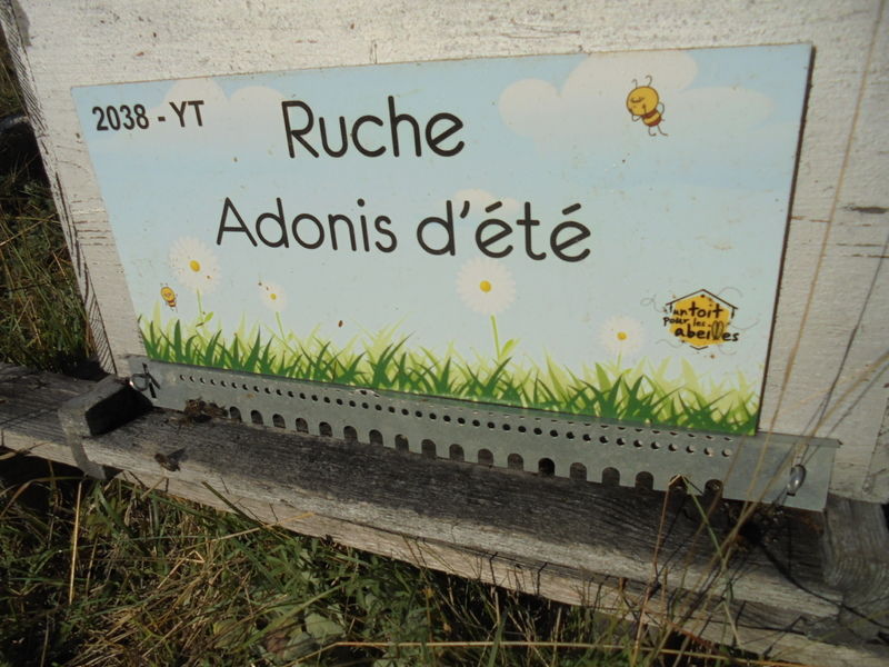 La ruche Adonis d