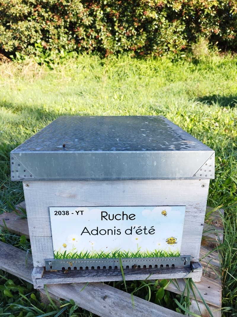 La ruche Adonis d