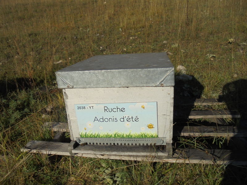 La ruche Adonis d