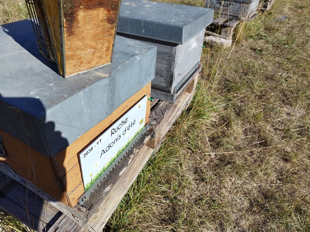 La ruche Adonis d