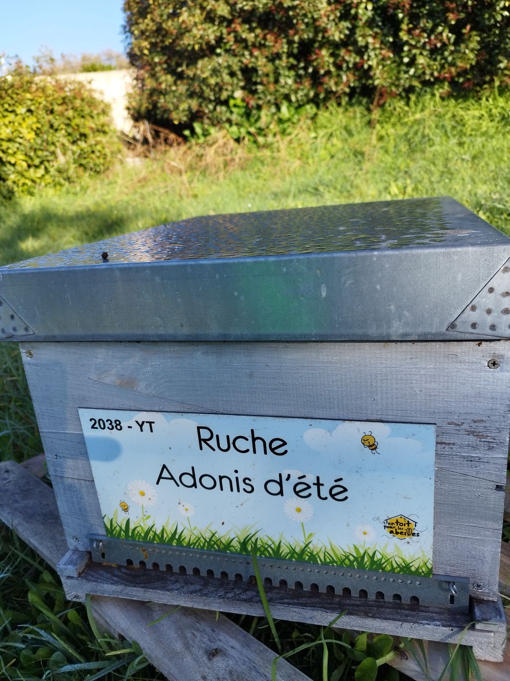 La ruche Adonis d