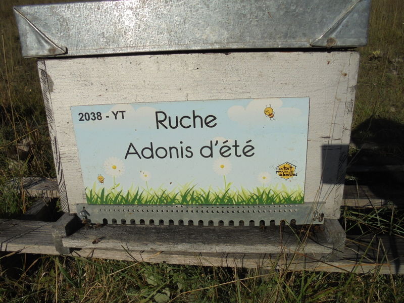 La ruche Adonis d