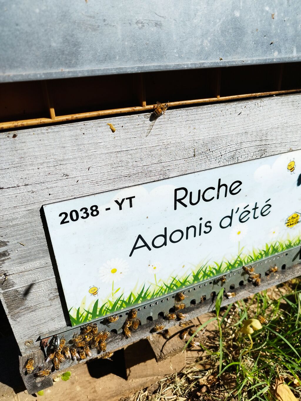 La ruche Adonis d