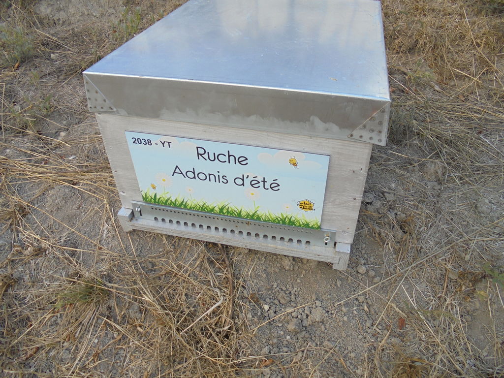 La ruche Adonis d