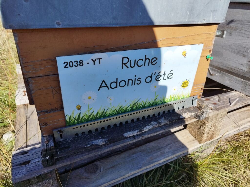 La ruche Adonis d