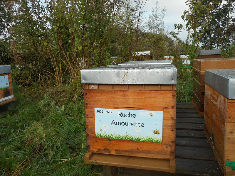 La ruche Amourette