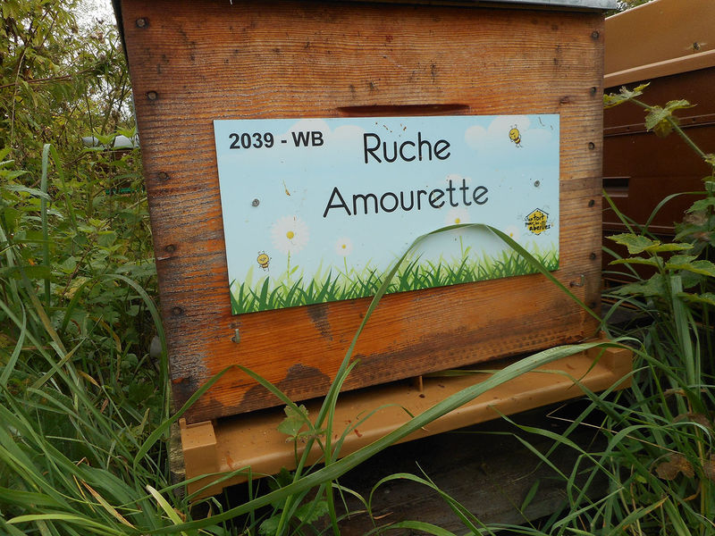 La ruche Amourette