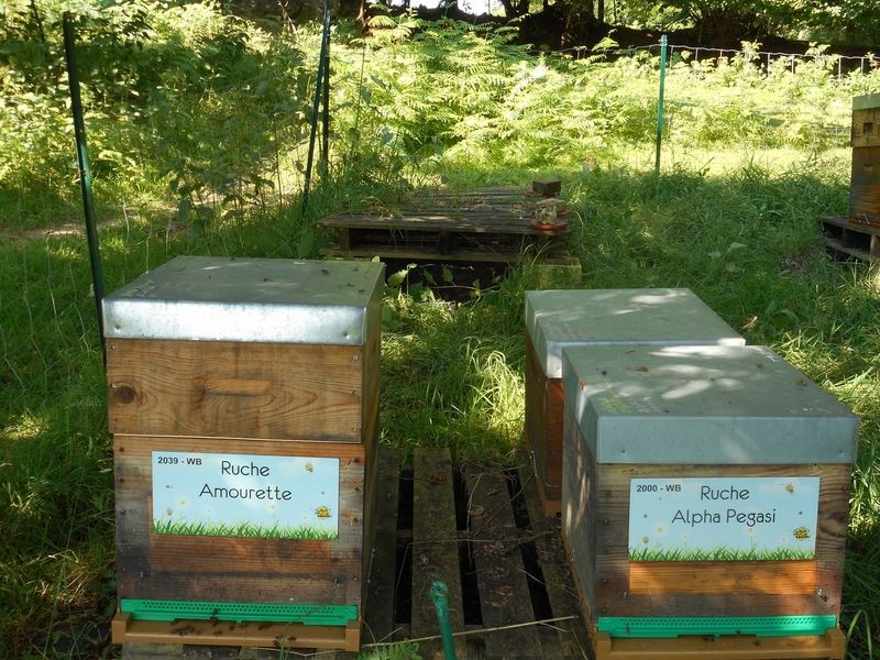 La ruche Amourette
