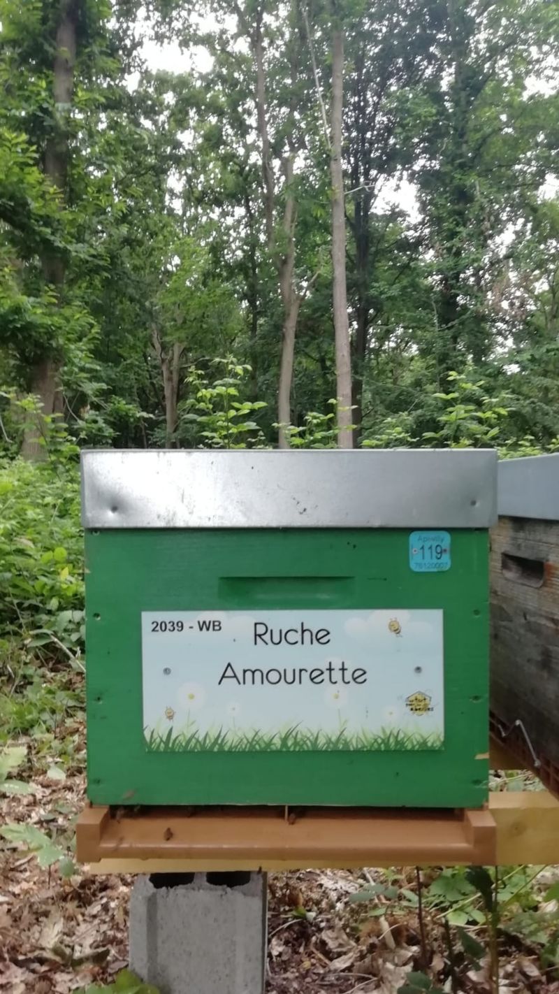 La ruche Amourette