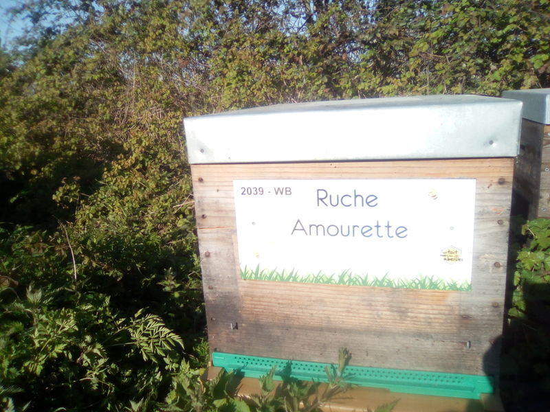 La ruche Amourette