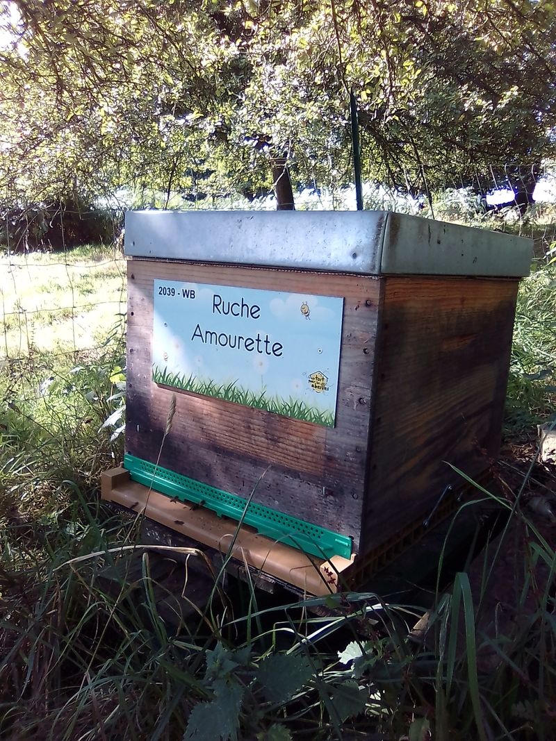 La ruche Amourette