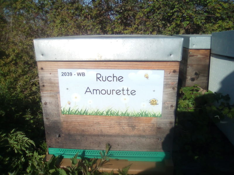 La ruche Amourette