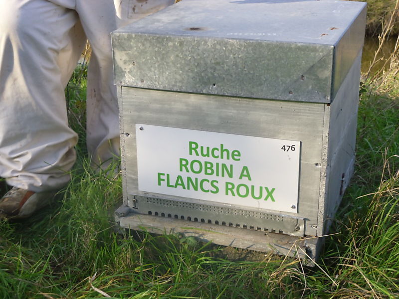 La ruche Robin a flancs roux