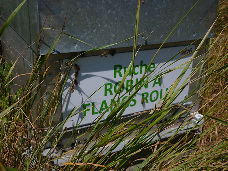 La ruche Robin a flancs roux