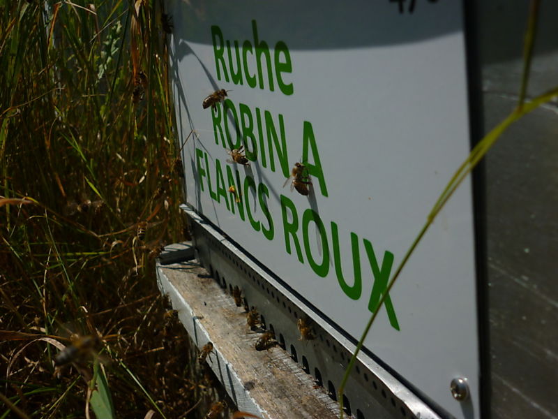 La ruche Robin a flancs roux