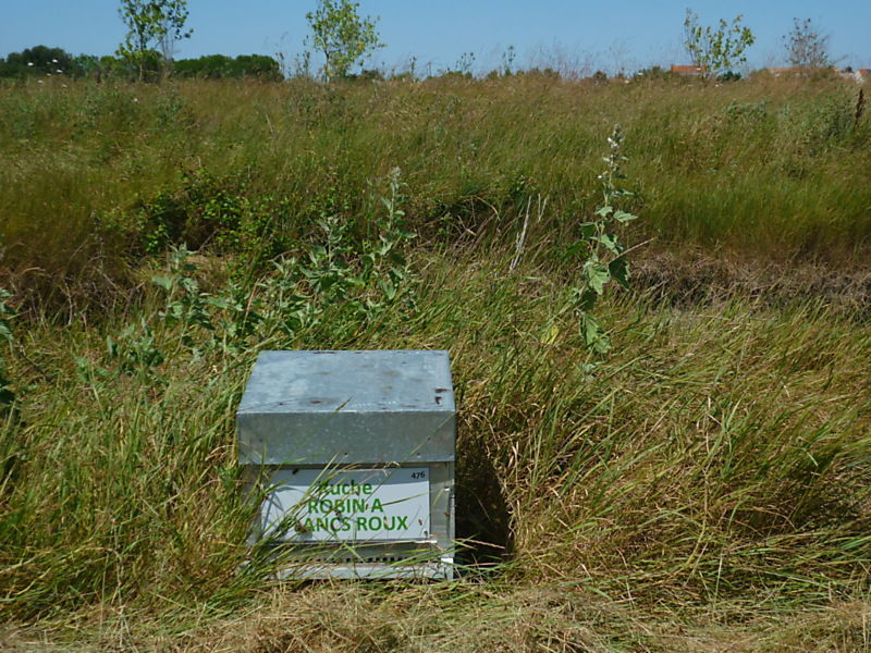 La ruche Robin a flancs roux