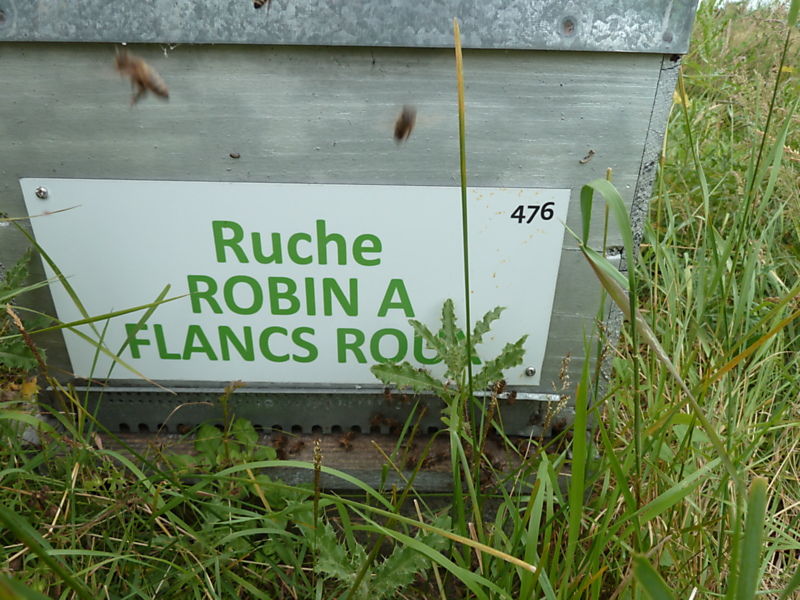 La ruche Robin a flancs roux