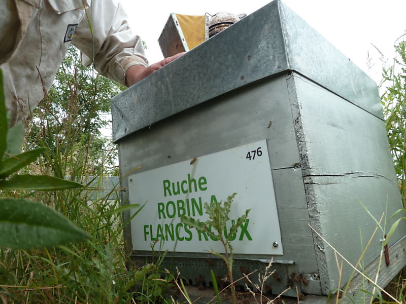 La ruche Robin a flancs roux