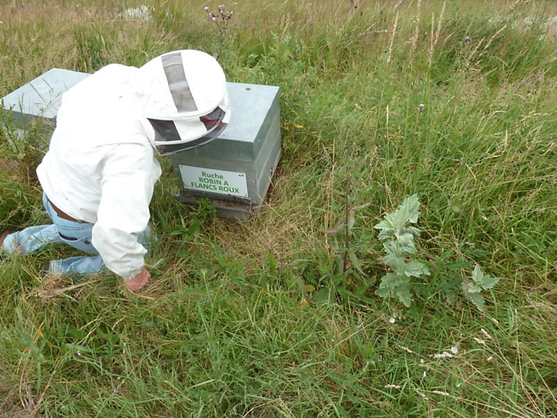 La ruche Robin a flancs roux