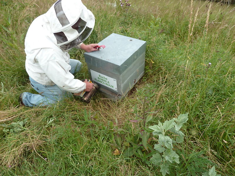 La ruche Robin a flancs roux