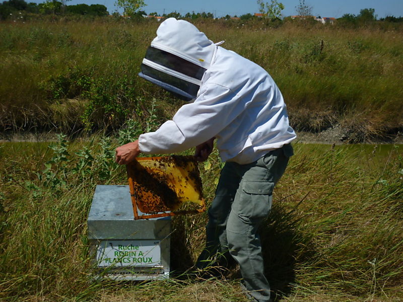 La ruche Robin a flancs roux