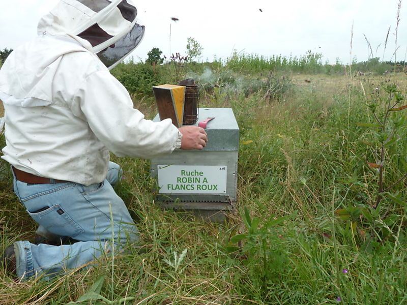 La ruche Robin a flancs roux