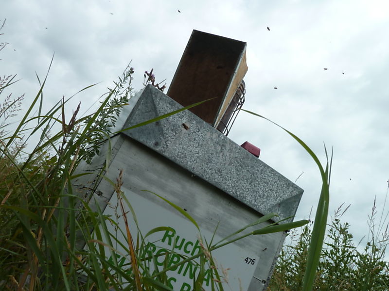 La ruche Robin a flancs roux